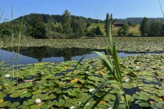 Bettenweiher-Seerosen
