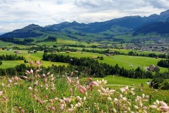 Blick-zu-hoher-Kasten-mit-Taubenkropf-Leimkraut