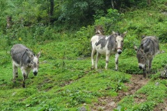 Esel-Trio