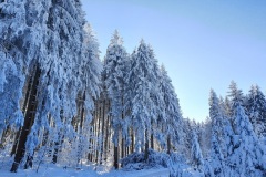 Maerchenwald