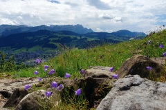 Saentis-mit-Glockenblume