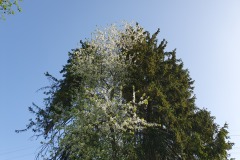 Baumduo