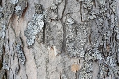 Baumrinde-01