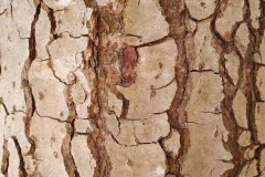 Baumrinde-02