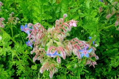 Blume-exotisch-01