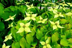 Blume-exotisch-02