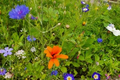 Blumenmix-01