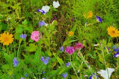 Blumenwiese-01
