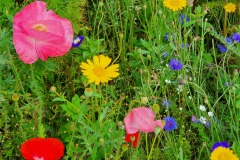 Blumenwiese-02