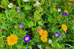 Blumenwiese-03