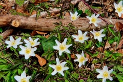 Buschwindroeschen