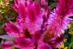 Celosia-01