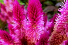 Celosia-02