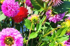 Dahlien