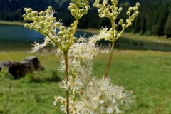 Echtes-Maedesuess-01