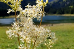 Echtes-Maedesuess-02