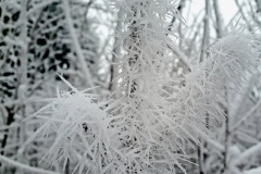 Eisige-Nadeln-02