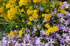 Felsensteinkresse-Phlox