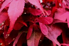 Feuriger-Ahorntraum-01