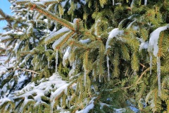Fichte-mit-Eiszapfen