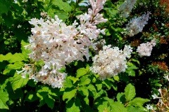 Flieder-03