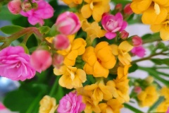 Flower-yellow-pink