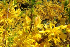 Forsythie-01