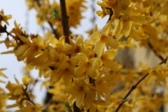 Forsythie-02