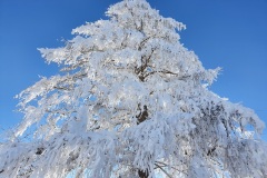 Frostiger-Wintertraum-01