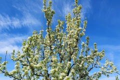 Fruehlingsbluete
