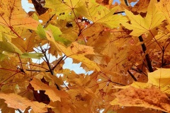 Herbstlaub-orange-gelb