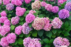 Hortensie-Rosa