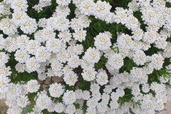 Immergruene-Schleifenblume-01