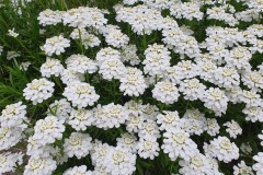 Immergruene-Schleifenblume-02
