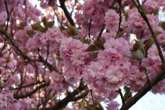 Japanische-Kirsche-01