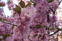 Japanische-Kirsche-02