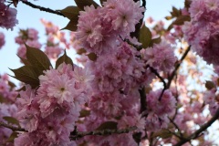 Japanische-Kirsche-03