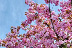 Kirschbluete-rosa-01