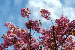 Kirschbluete-rosa-03