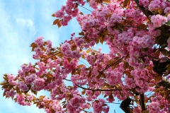 Kirschbluete-rosa-04