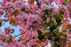 Kirschbluete-rosa-05