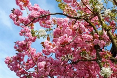 Kirschbluete-rosa-weiss-01