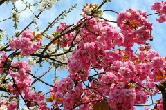 Kirschbluete-rosa-weiss-02