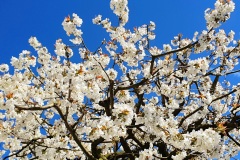 Kirschbluete-weiss-03