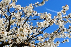 Kirschbluete-weiss-04