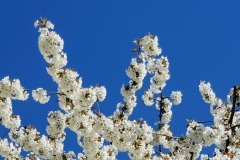 Kirschbluete-weiss-05