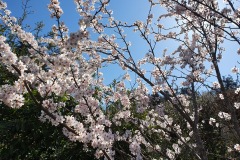 Kirschblueten-02