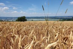 Kornfeld-Bodensee