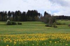 Loewenzahnwiese-06