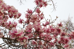 Magnolia-04